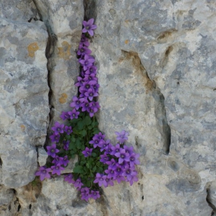 Campanula rupicola